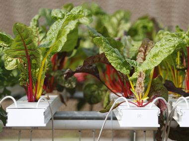 Swiss Chard is grown in a hydroponics system greenhouse at Profound Microfarms in Lucas, Texas, on Friday, Oct. 27, 2017.
