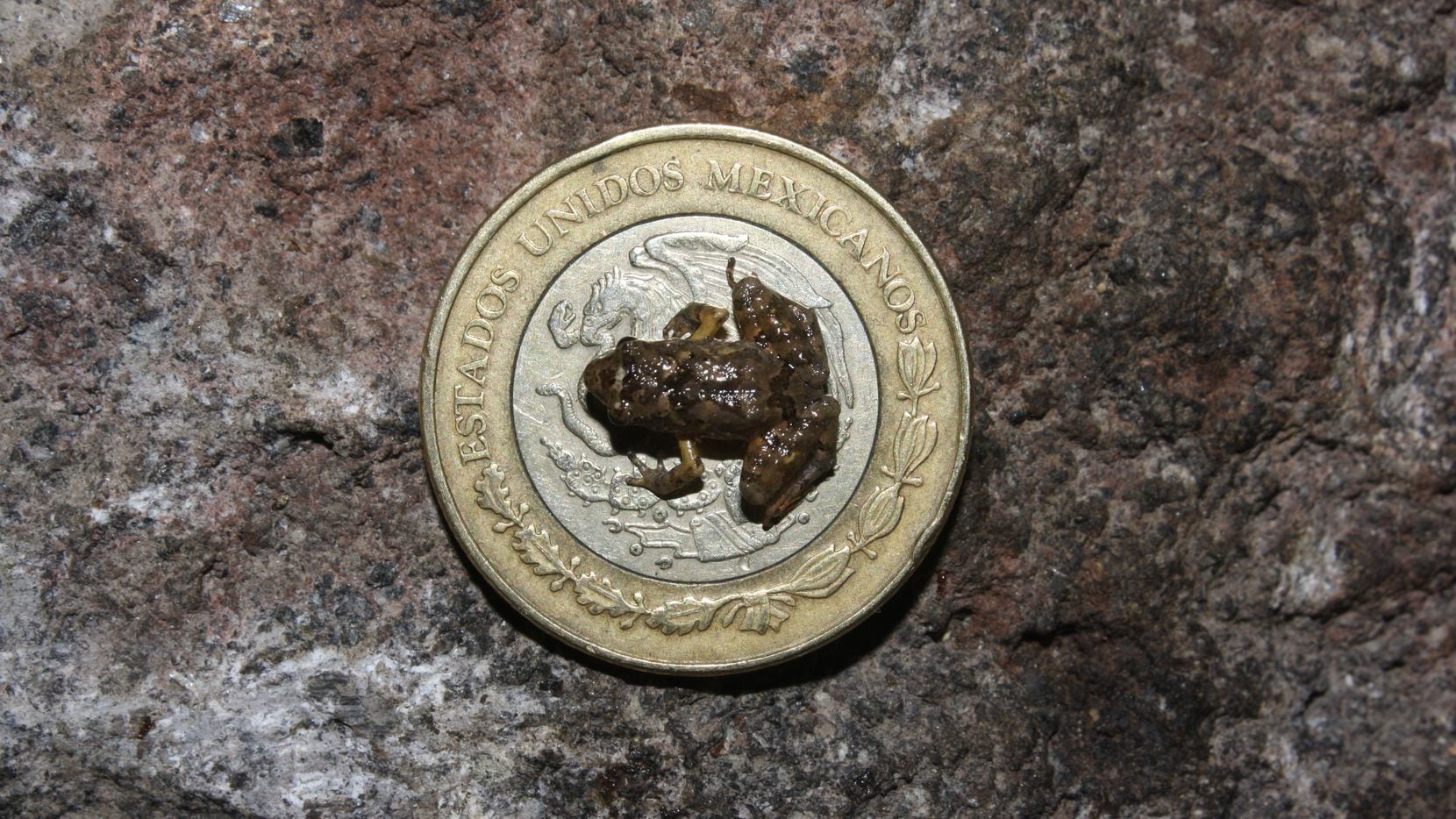 A Craugastor rubinus frog is photographed on a coin in Jalisco, Mexico.