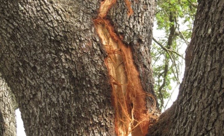 This Is What Happens To Trees When Theyre Struck By Lightning 