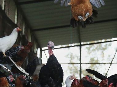Chickens fly from the coop as Daron Babcock opens the door in the morning at Bonton Farms...