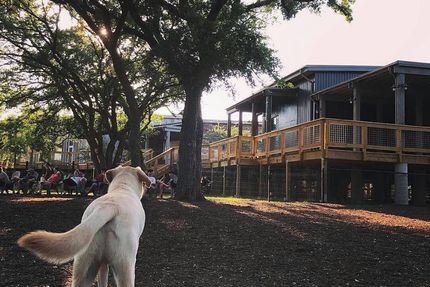 Dog About Town: Playtime, yappy hours and more things to do