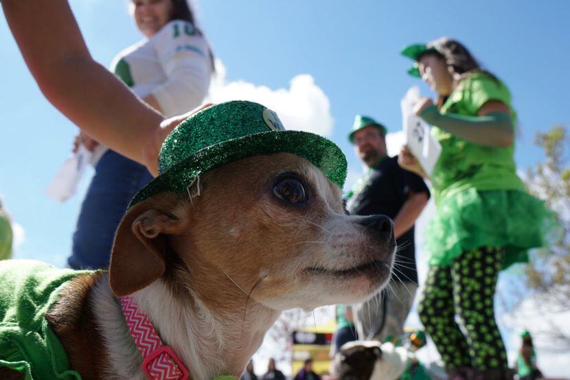 Dog About Town: Another round of St. Patrick's fun and more things to do