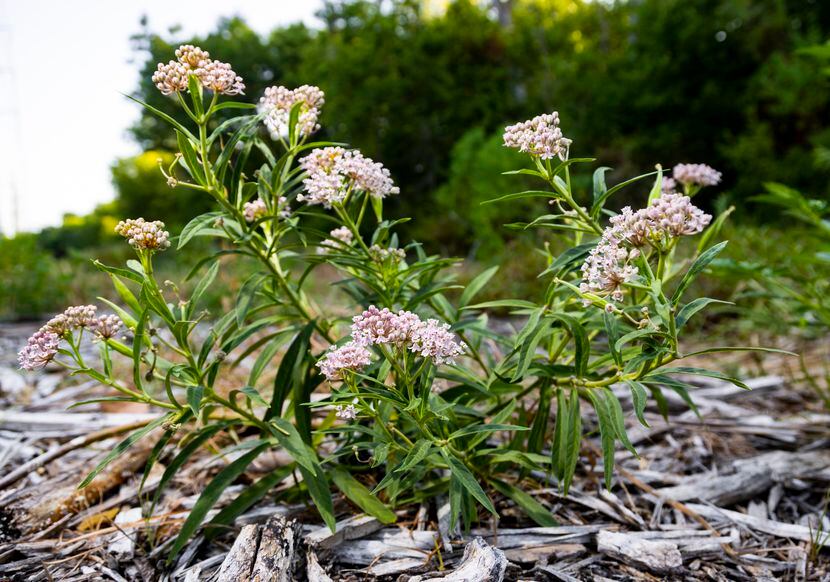 One of the 40 swamp milkweed plants, much loved by monarch butterflies, that volunteers have...