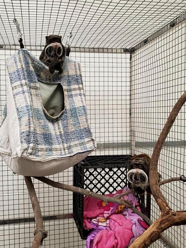 This photo provided by the Dallas Zoo shows emperor tamarin monkeys Bella and Finn at the...