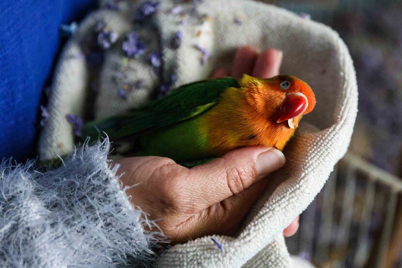 Marleny Almendarez, 38, cupped Little Rainbow, her pet parakeet, in her hand after the bird...