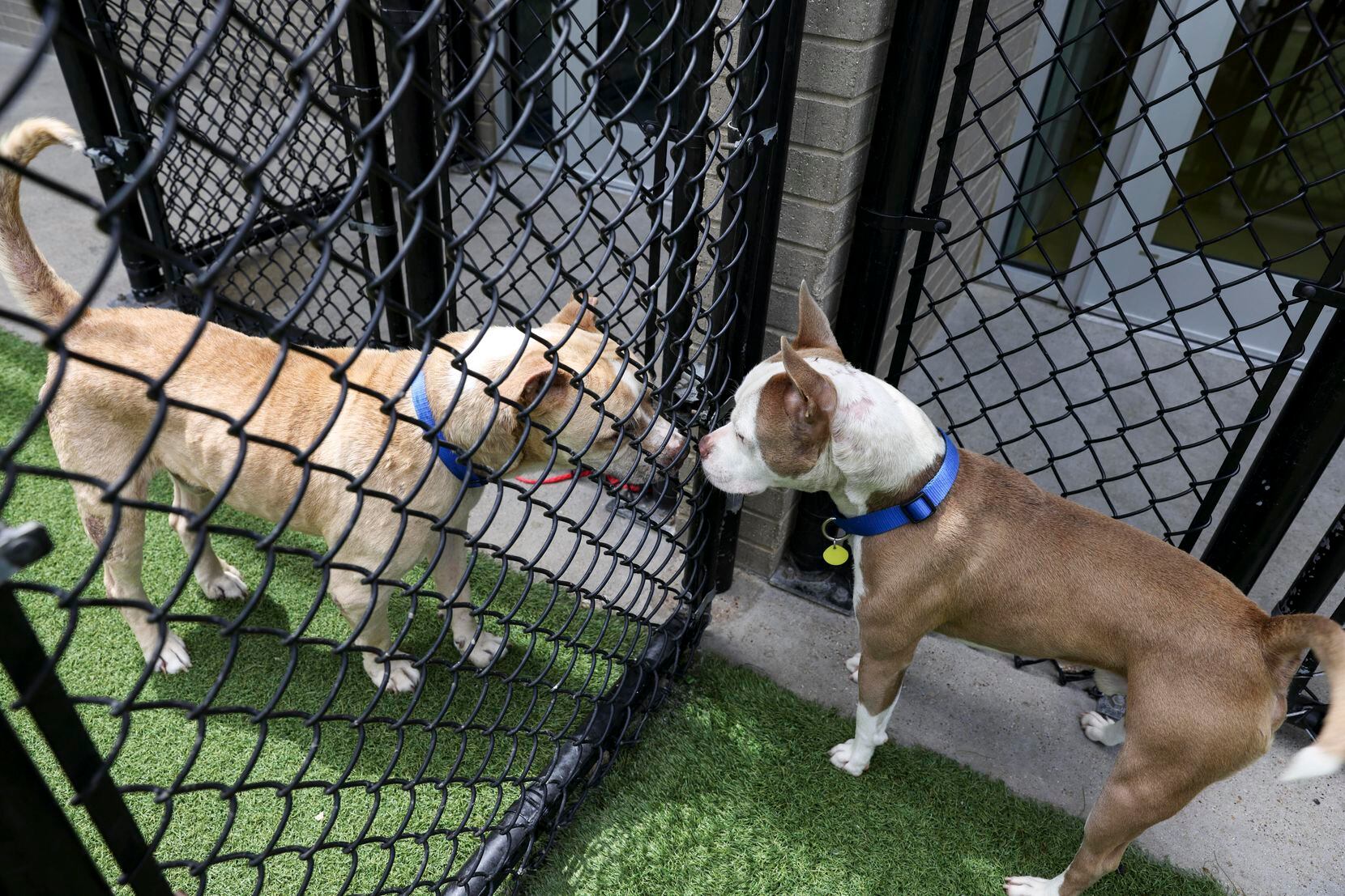 Wiggles comes face to face with another dog at the shelter on Wednesday, June 15, 2022. The...