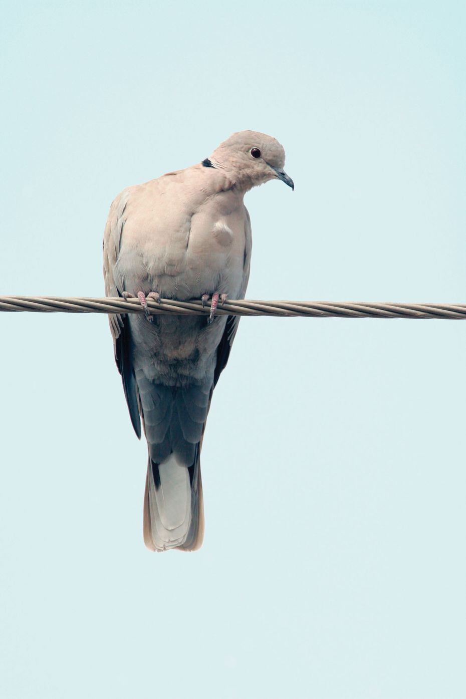 The Eurasian collared dove is an exotic species that does not count toward your daily limit...