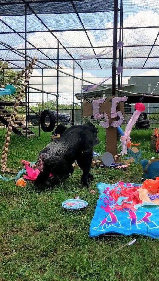 Lulu Belle the chimpanzee explores her enclosure during her 55th birthday party.