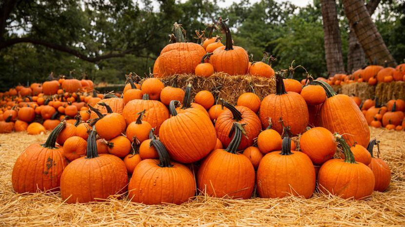 Pumpkin patches in and around Colleyville