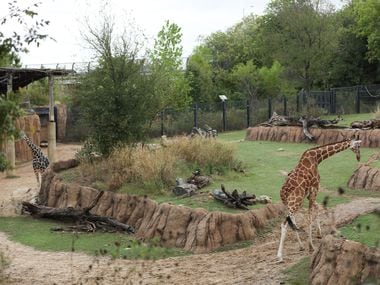 Two of the giraffes at the Dallas Zoo take a lap around their mixed habitat on October 16, 2021. The giraffes rotate between the feeding enclosure, their indoor enclosure and their mixed habitat on a regular basis. (Liesbeth Powers/Special Contributor)