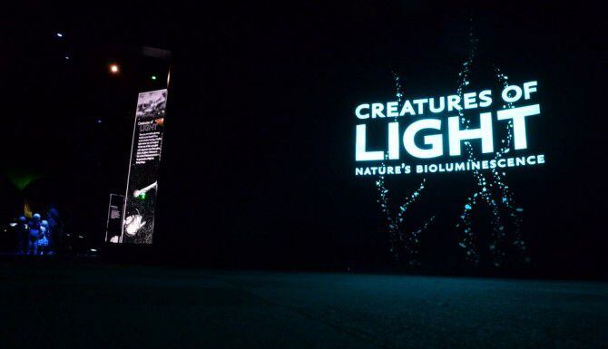 Exhibición Creatures of Light Nature’s Bioluminesence del museo Perot/ DMN/ RACHEL WOOLF
