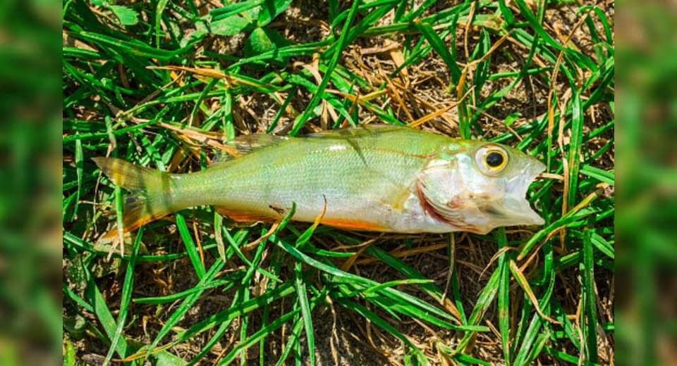 Multiple residents in Texarkana reported seeing fish falling from the sky during a storm on...