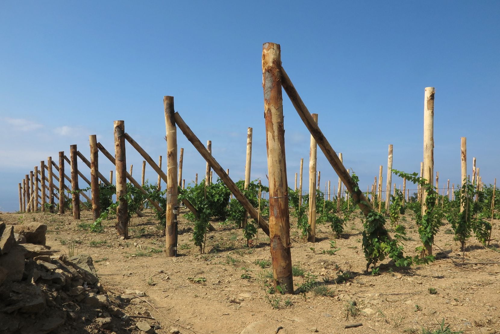 Young vines high up in the Cinque Terre hills give hope that this Italian region's...
