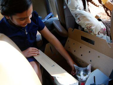 Sophia Villalba, 11, opens up the box to see her adopted cat, Baby, her first cat on her...