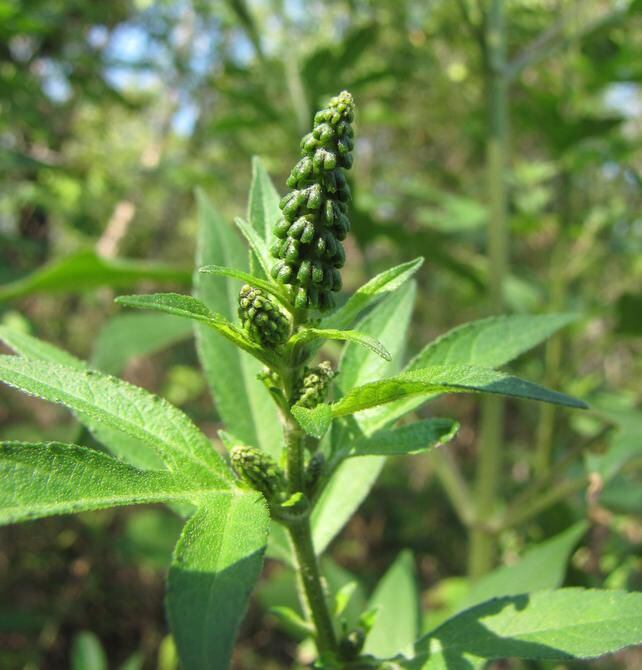 
Giant ragweed is a potent allergen.
