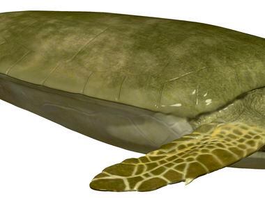 An artist's rendering of what the ancient sea turtle Angolachelys mbaxi might have looked...