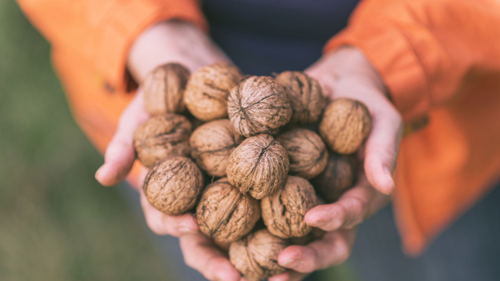 Everything You Always Wanted To Know About Walnut Trees