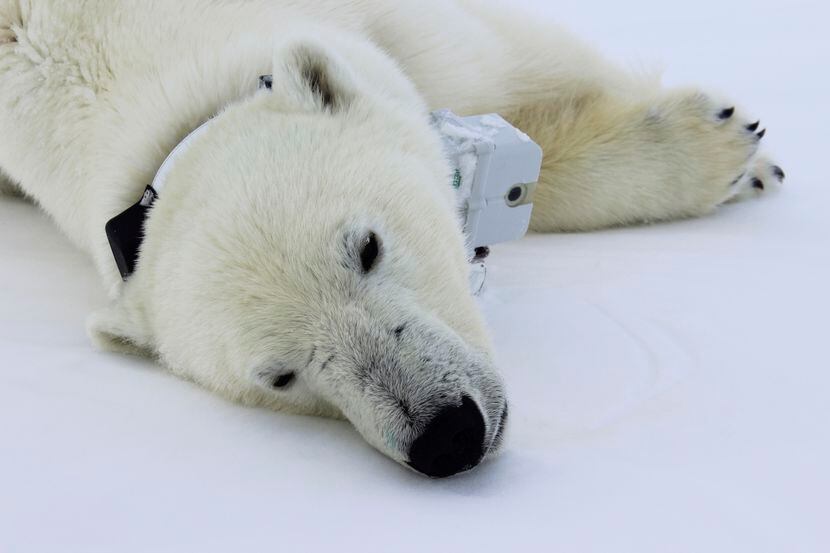 Un oso polar es equipado con un collar para monitorear su trayectoria en el ártico.AP
