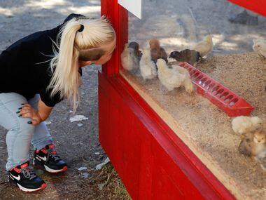 Caylea Woodbury talks to the baby chicks at Big Texas Farmyard while filming, "Little...