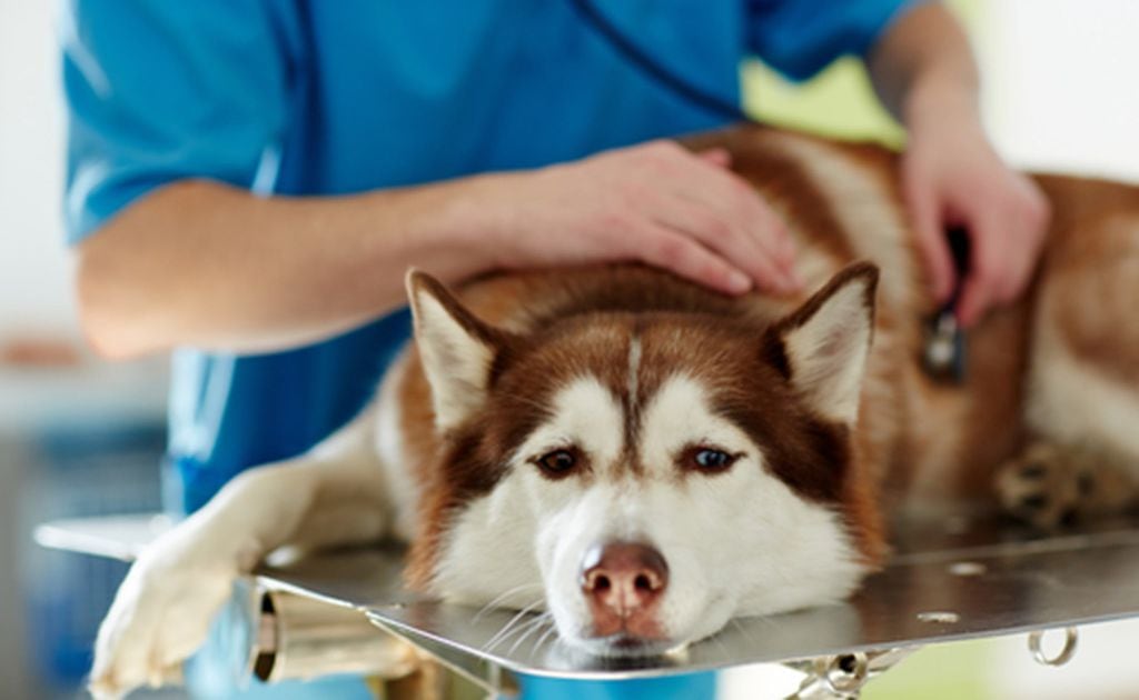 Dog flu is highly contagious and can spread during the holidays. Here’s what it looks like