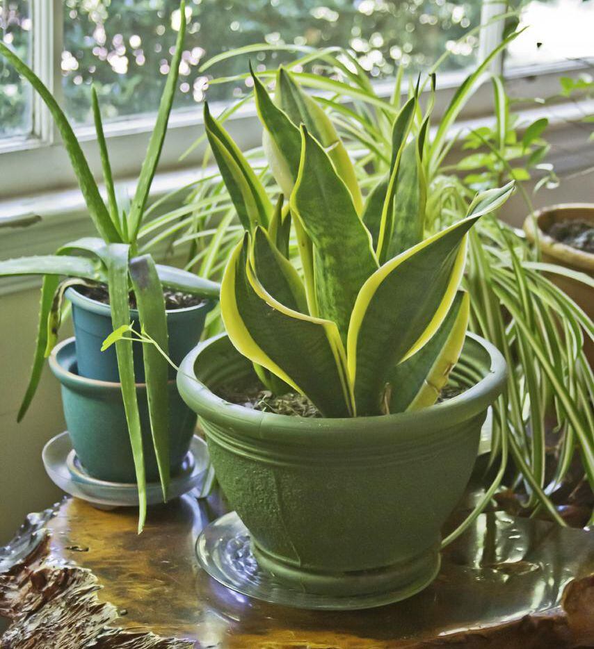Have The Urge To Garden Give Your Houseplants A Little Tlc