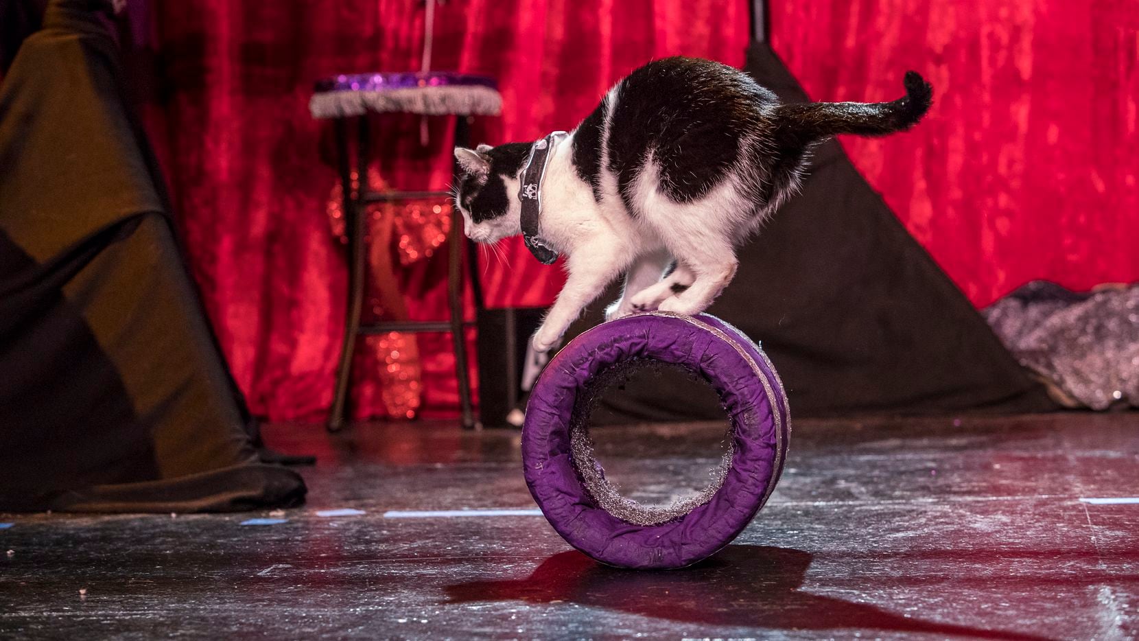 travelling cat circus