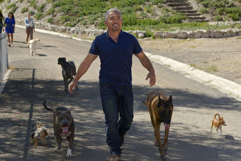 Una investigación independiente libró de cargos al “Encantador de perros”, César Millán, por...