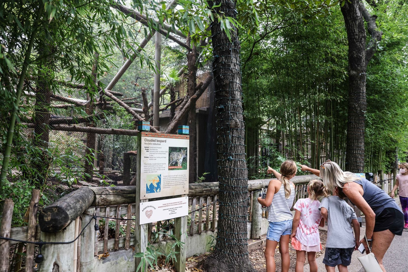 Dallas Zoo visitors observe the leopards in their new home.