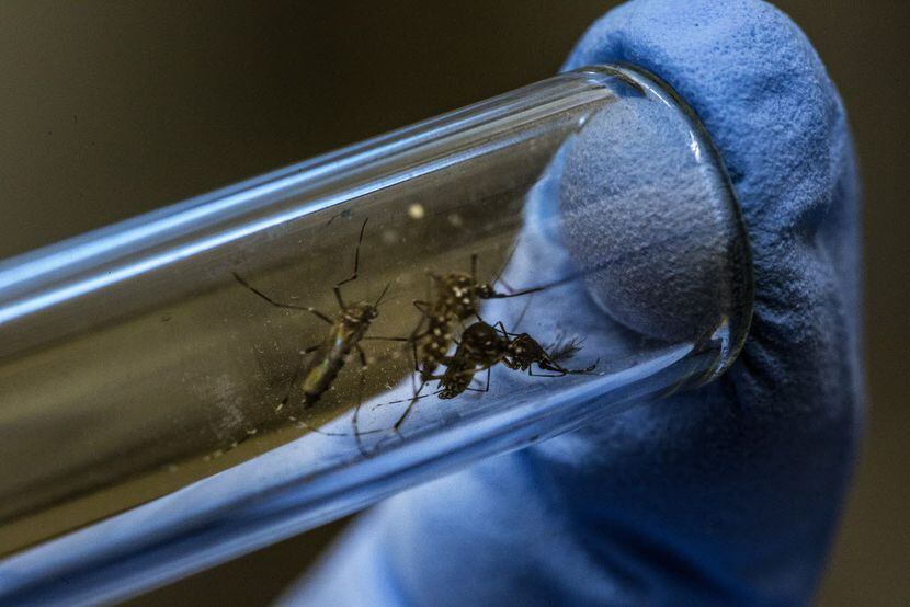A lab technician displays Aedes aegypti mosquitoes infected with Wolbachia bacteria in a...