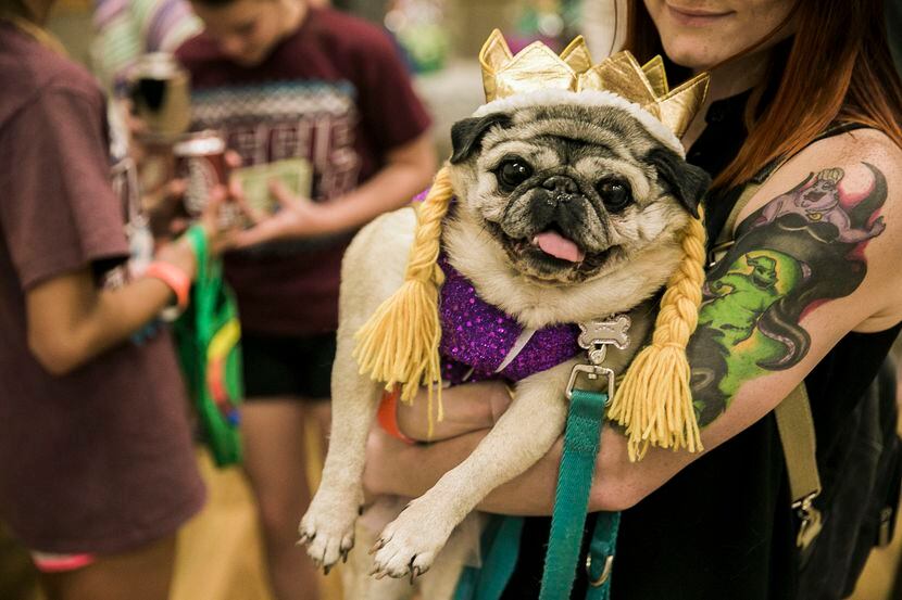 Treat Your Boo' to a Pet Costume Contest at PetSmart On Saturday