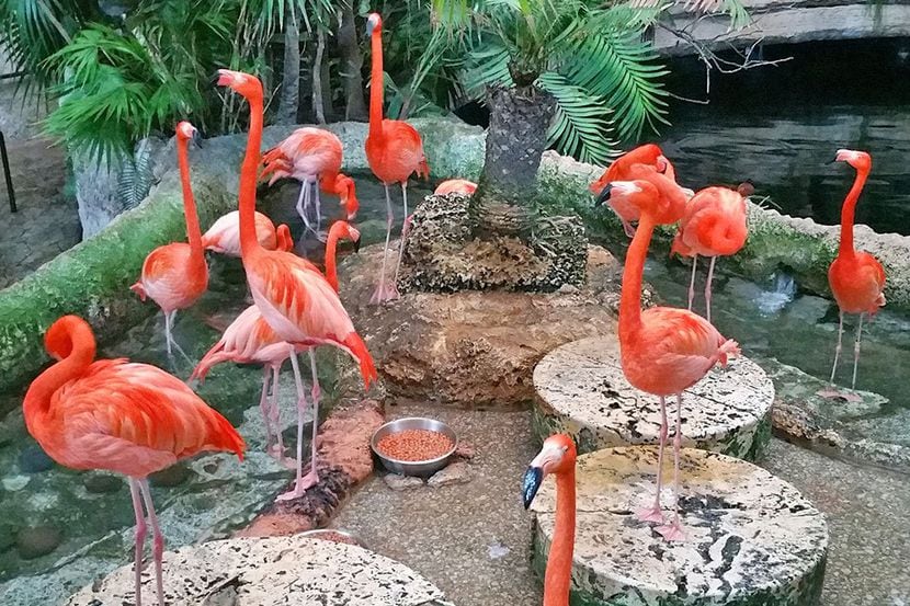 The biggest surprise about the Dallas World Aquarium is that it’s not just fish – it’s...