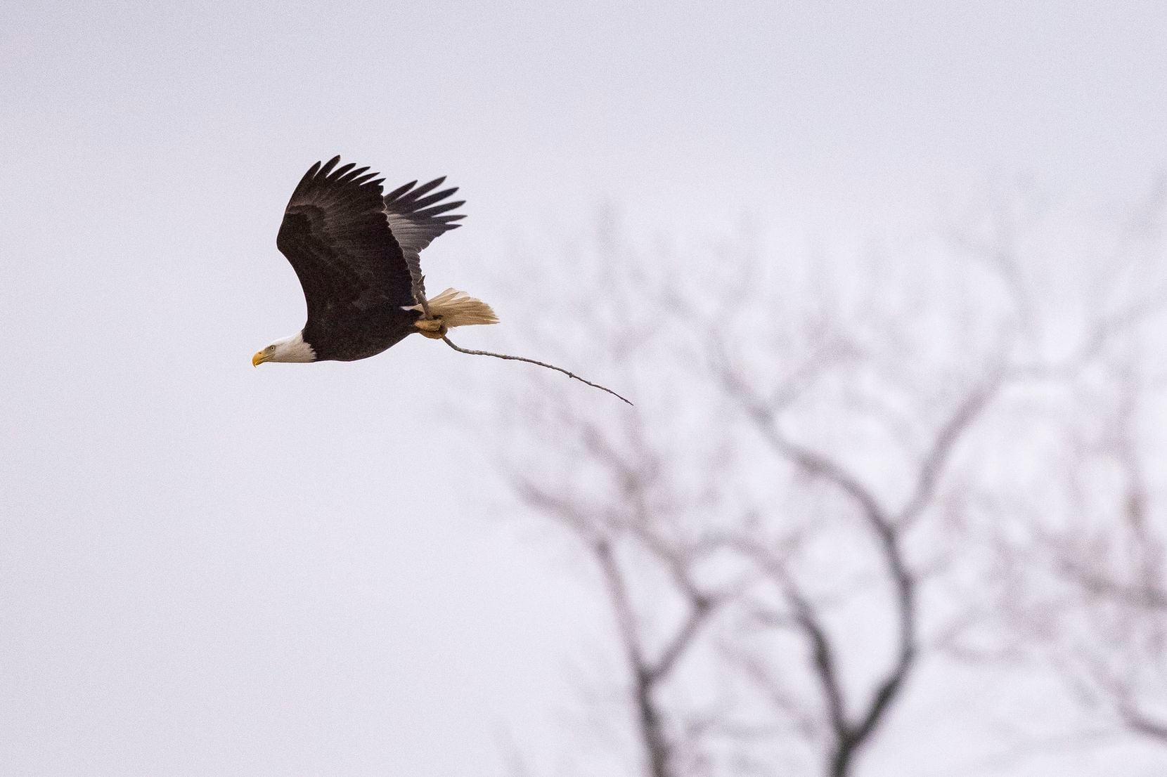 A bald eagle flies with a twig back to its tree at White Rock Lake on Wednesday, Feb. 16,...