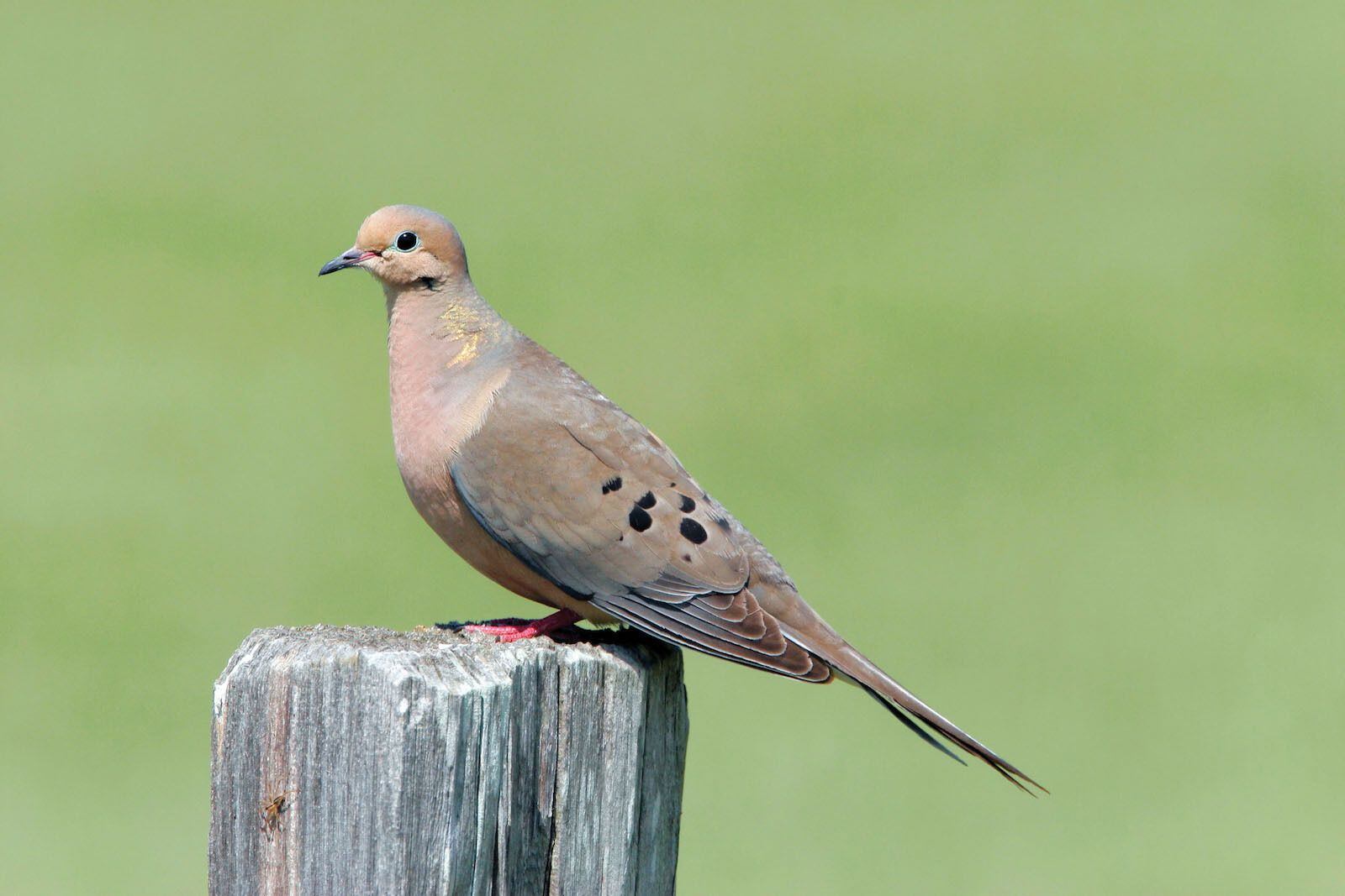 The mourning dove is the most abundant game bird in North America. It is light grey/brown in...