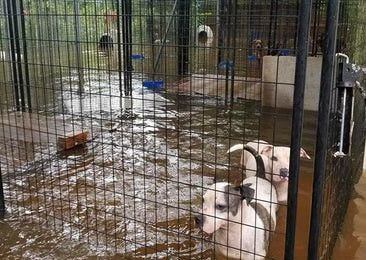 Los perros fueron rescatados cerca de Houston. DMN
