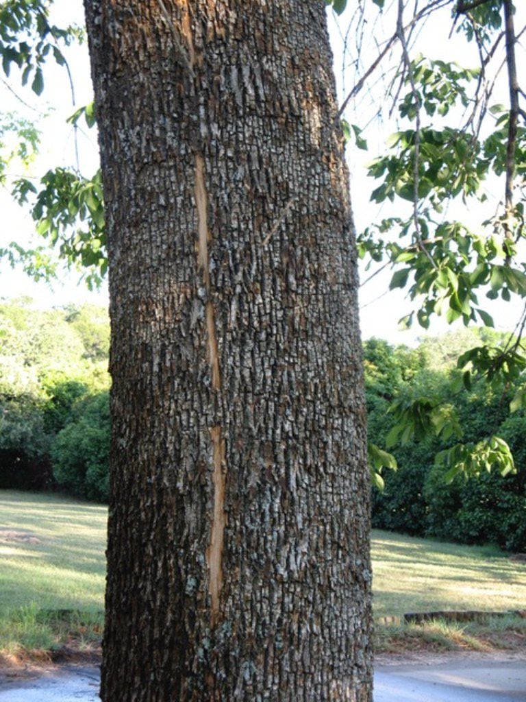 This Is What Happens To Trees When Theyre Struck By Lightning 