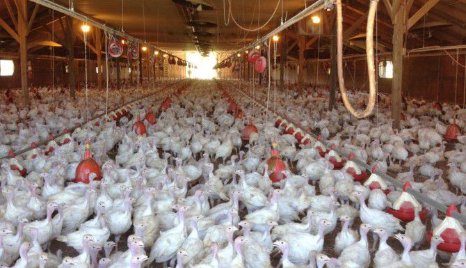 La industria avícola ha sufrido perdidas millonarias por el brote de gripe aviar....