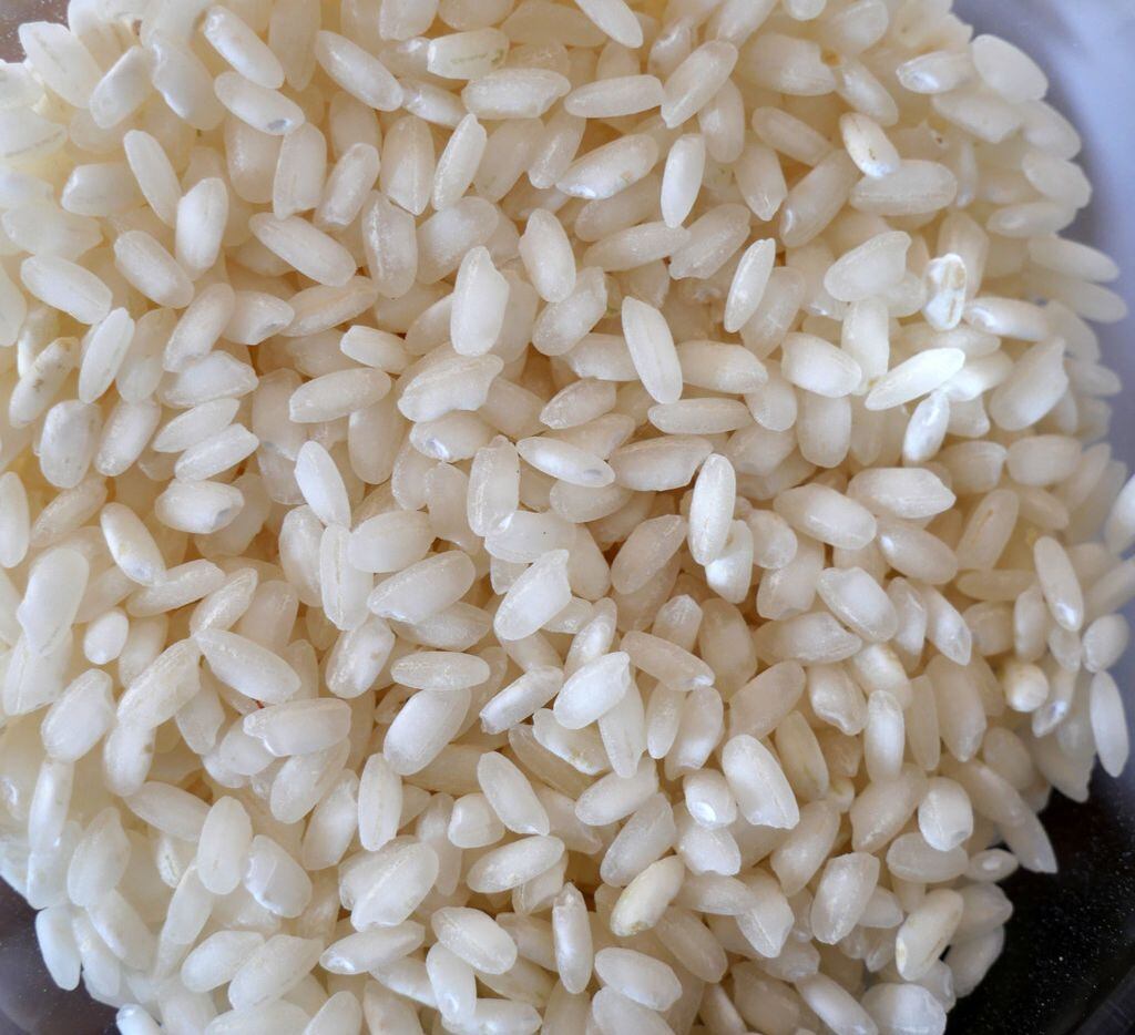Fresh carnaroli rice grains up close at a tasting of high-end rice in Piedmont, Italy:...