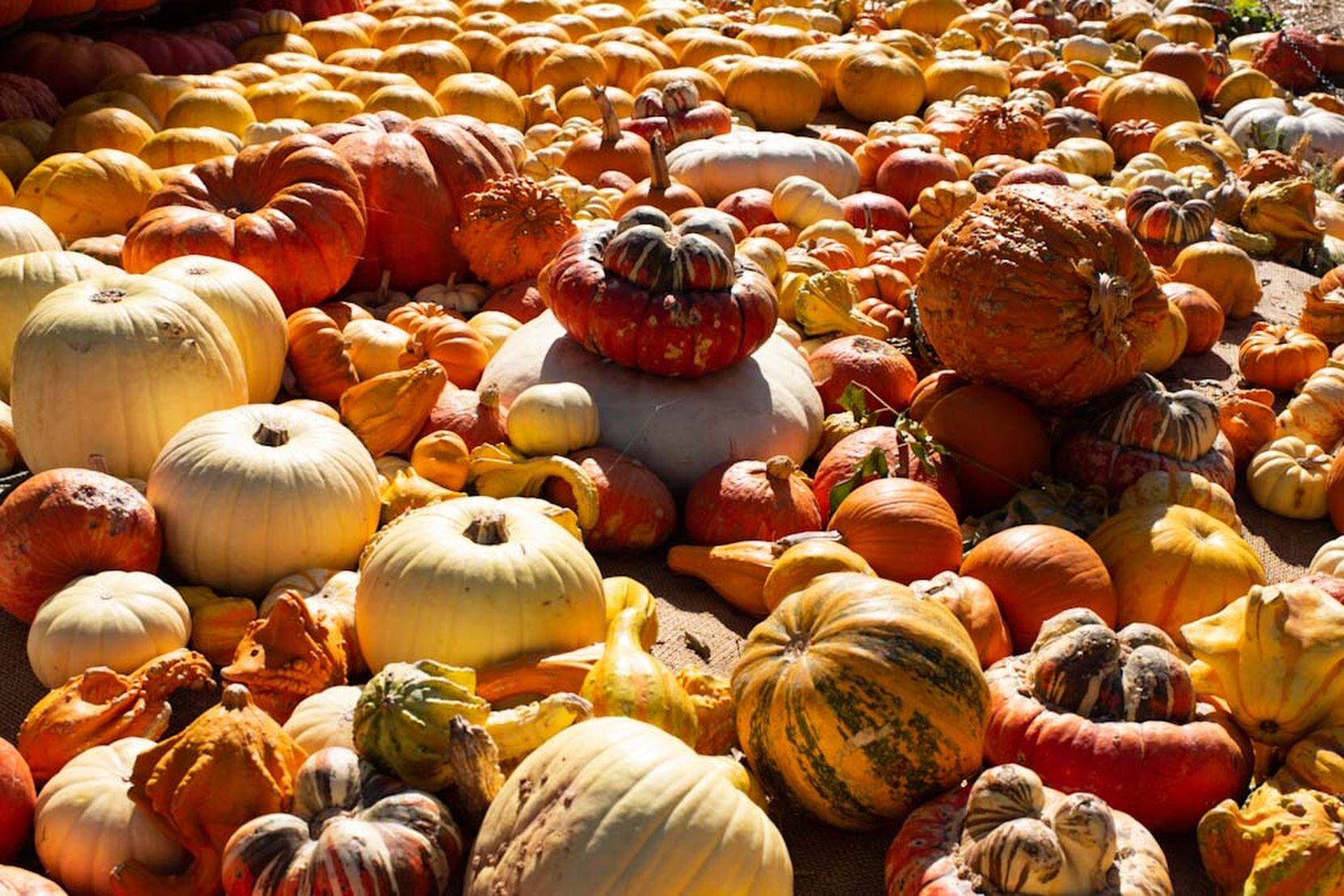 An assortment of pumpkins lie as a part of the setup during Halloween at the Dallas...