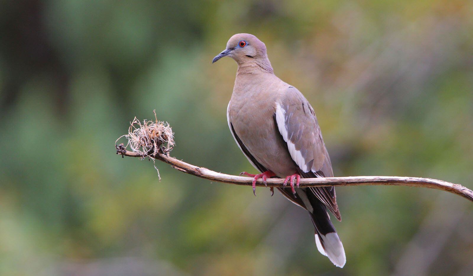 The white-winged dove is bigger and blockier than the mourning dove with a rounded tail and...