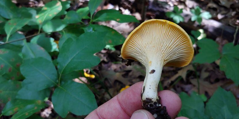 The identifying false gills of chanterelle mushrooms (Cantharellus spp.) are forked and...