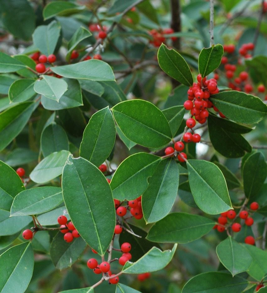 'East Palatka' holly is one of the underused tree forms of holly.