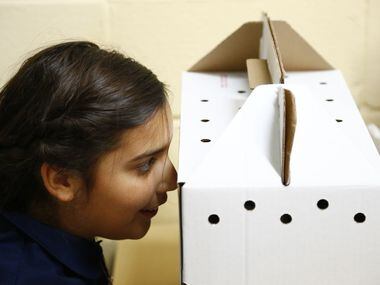 Sophia Villalba, 11, looks into Baby's (the cat) box as she adopts her first cat on her...