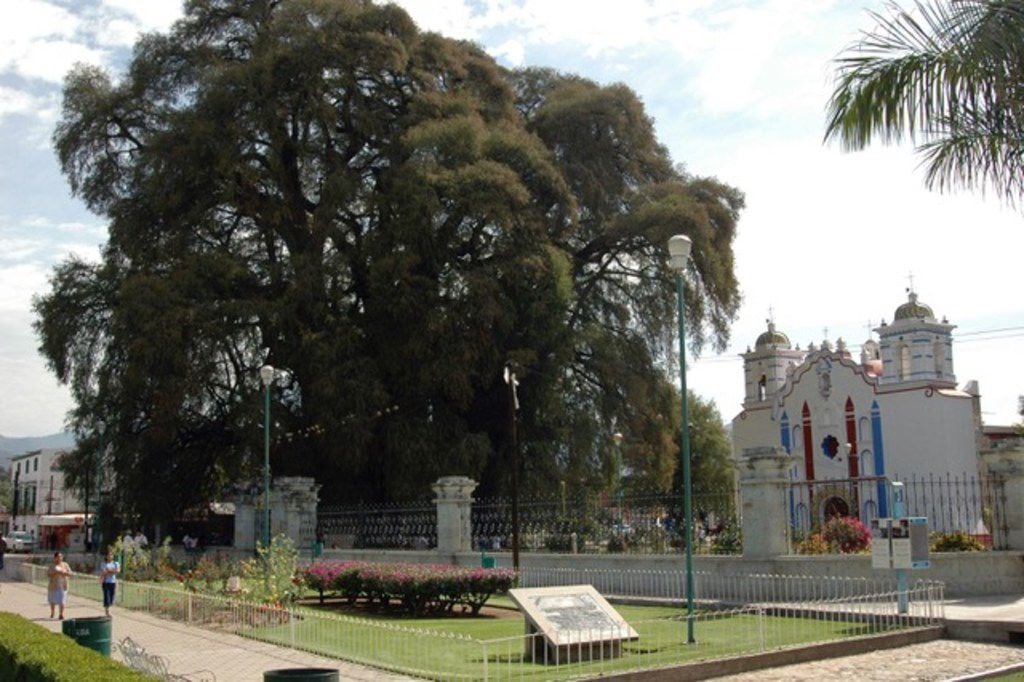 El Arbol del Tule Montezuma cypress tree in Oaxaca, Mexico.