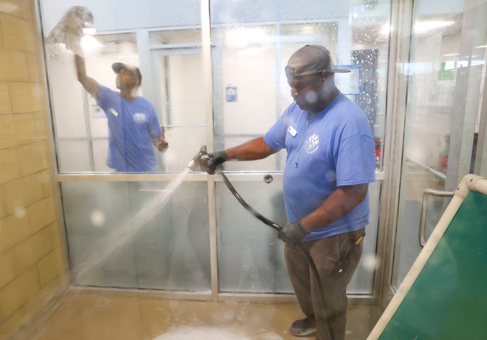 Billy Ford sprays a room where two large dogs stay at Dallas Animal Services one June 15,...