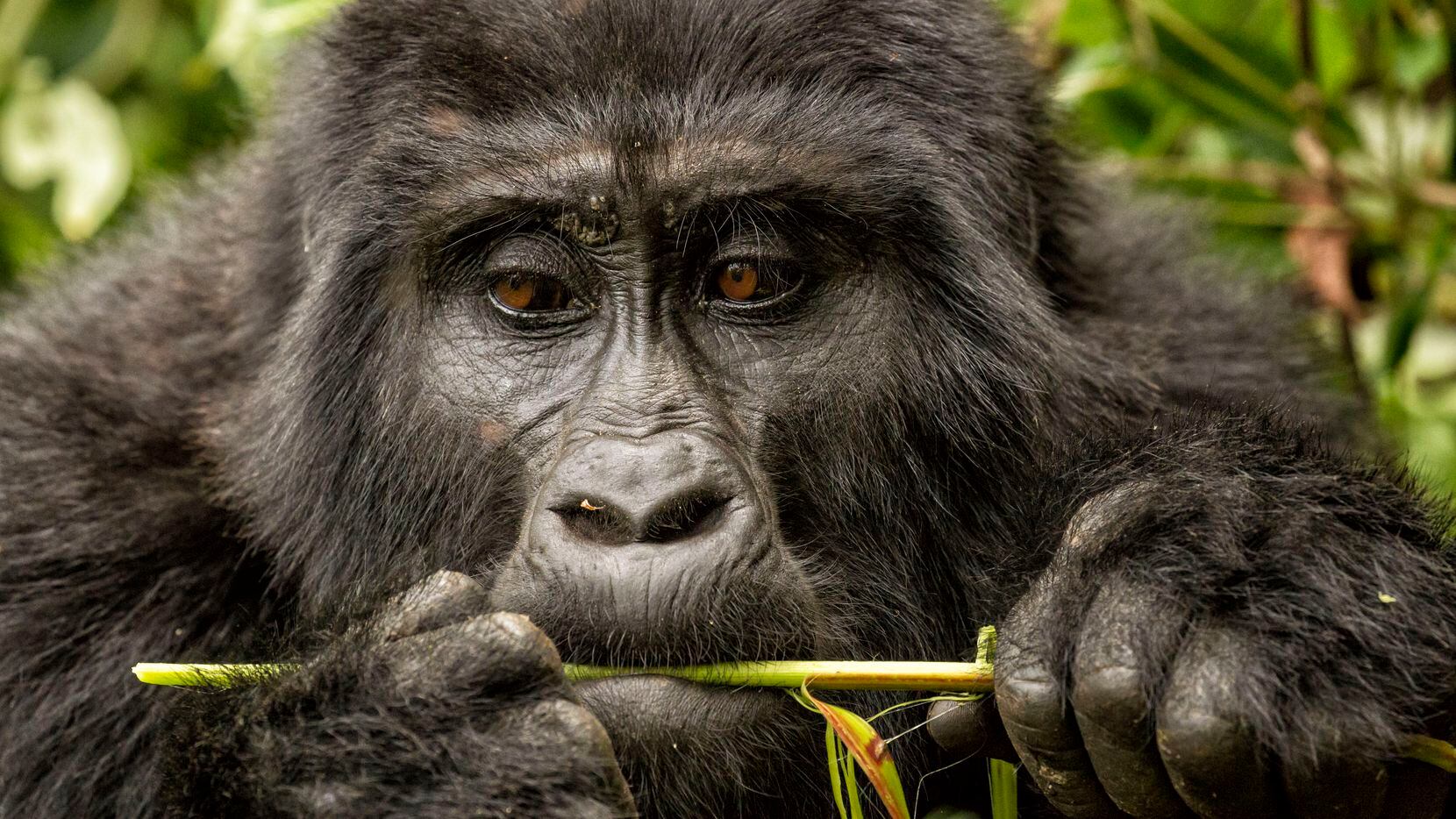 Mountain gorillas spend much of their time resting and eating.