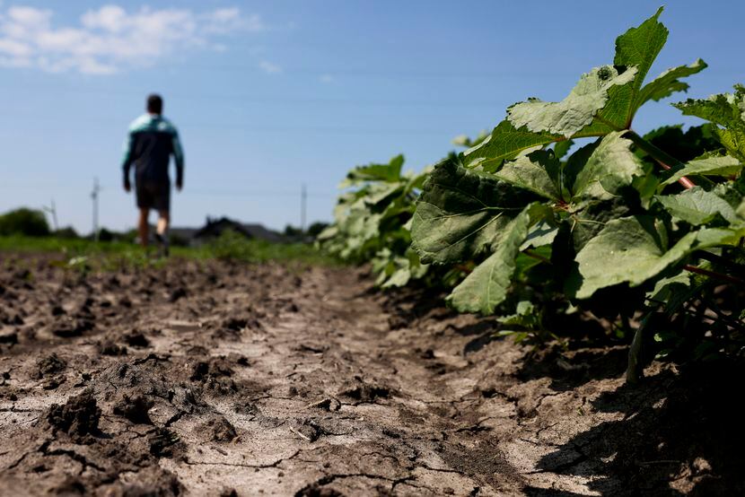 Unused soil remain on the side of squash plants at Reeves Family Farm on Friday, June 9,...