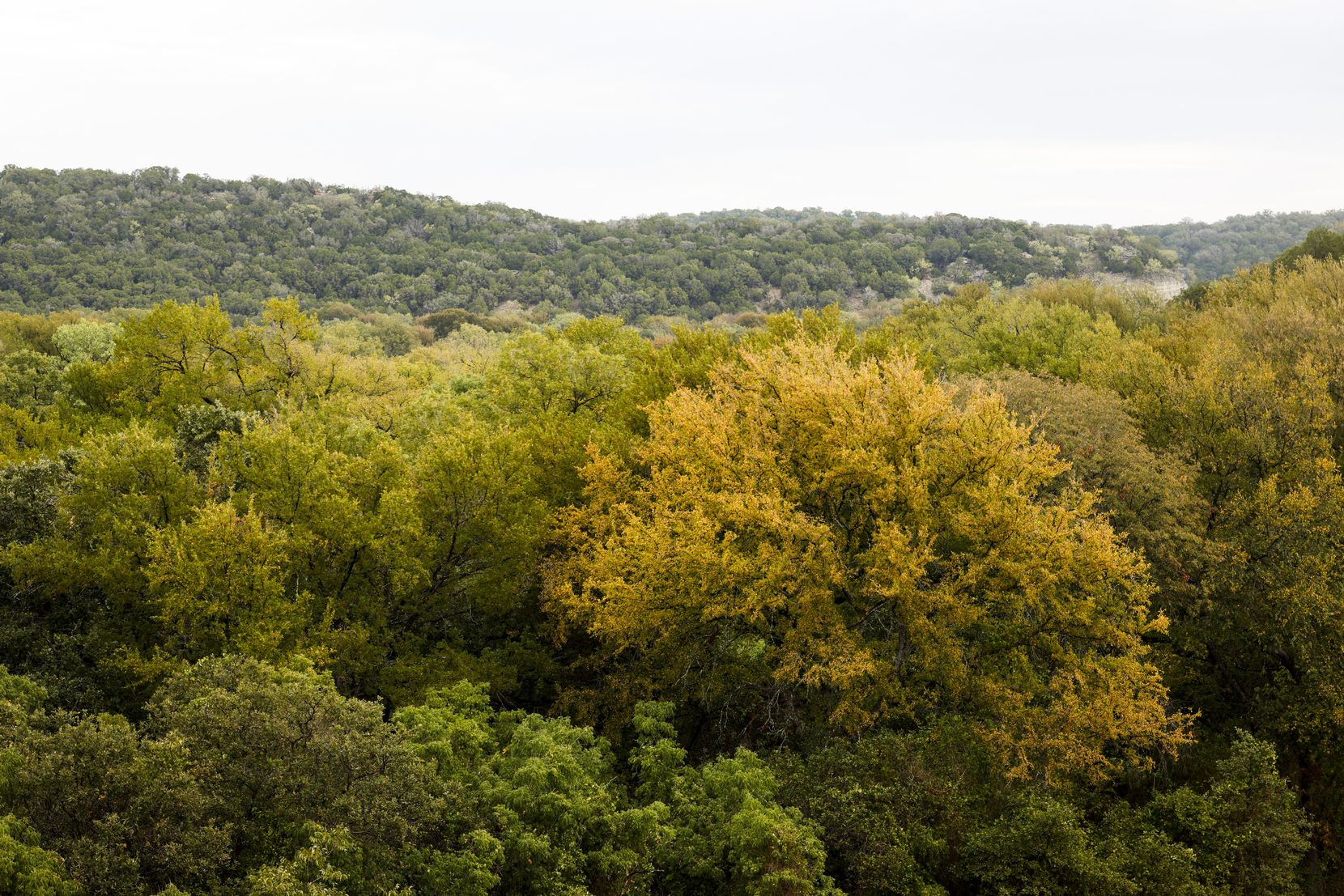 Fall foliage at Palo Pinto Mountains State Park in Strawn on Oct. 11.