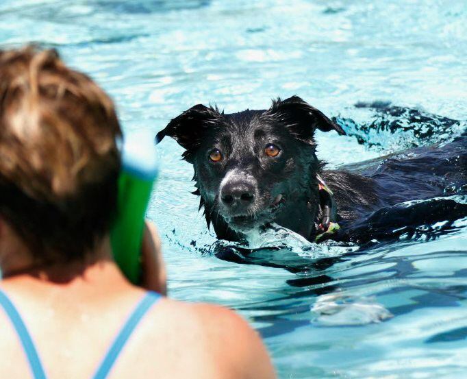 Andie looks at her owner while swimming at Dog Day Afternoon at Samuell Grand Park. 