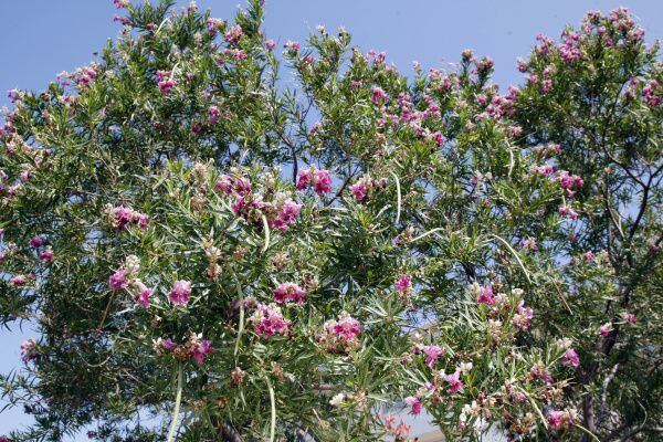 Desert willow. This native and its hybrids are popular because of their extreme...
