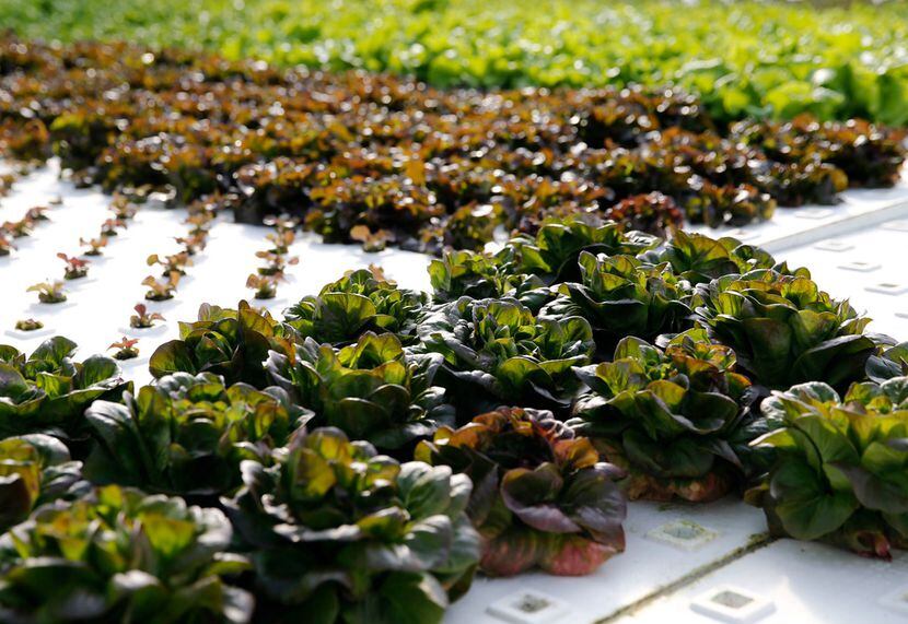 Profound Microfarms grows different types of lettuce hydroponically.